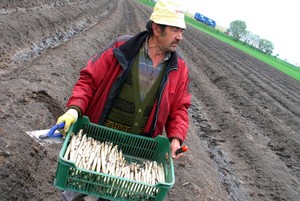 15:40 Leon Skrzypczak zbiera szparagi na polu w Sierakowie. Szparagowy sezon potrwa do końca czerwca.