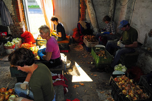 Mieszkańcy Srocka i okolic dorabiają obierając cebulę 