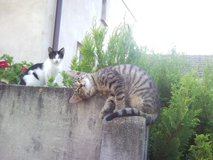 Autor: Rafał Kaźmierczak. Zdjęcia pokazują młode koty które się bawią. Zdjęcia zrobione są w ogrodzie przed domem w Nowym Luboszu.