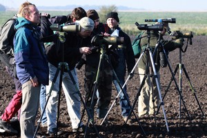 Na polu w okolicach Śmigla grupa ornitologów z Poznania, której przewodził Samuel Odrzycki, obserwowała stado czajek. Ciekawostką jest to, że wśród nich miłośnicy ptaków dostrzegli żwirowca stepowego, bardzo rzadko spotykanego w Polsce