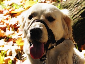 Kościan - jesienny portret mojego psa. fot. Julia Tycner