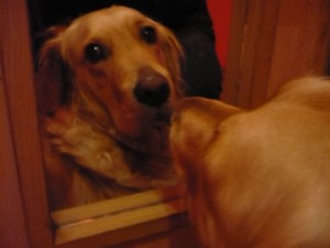 Kamilla Nycza - mój pies Suzi i jego odbicie w lustrze.