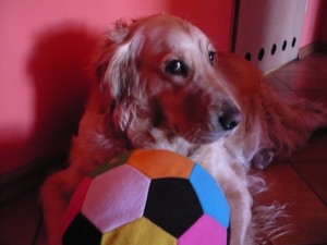 Kamilla Nycza - mój pies Suzi podczas zabawy piłką.