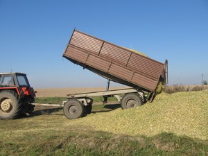 Sandra Urbańska - Zdjęcie przedstawia mojego męża Piotra podczas zwożenia kukurydzy na silos. Zdjęcie wykonałam w gospodarstwie męża w Kurowie.