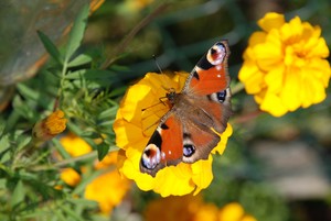 Teodozja  Ostrowska - motylek na kwiatku w moim ogrodzie w Cichowie